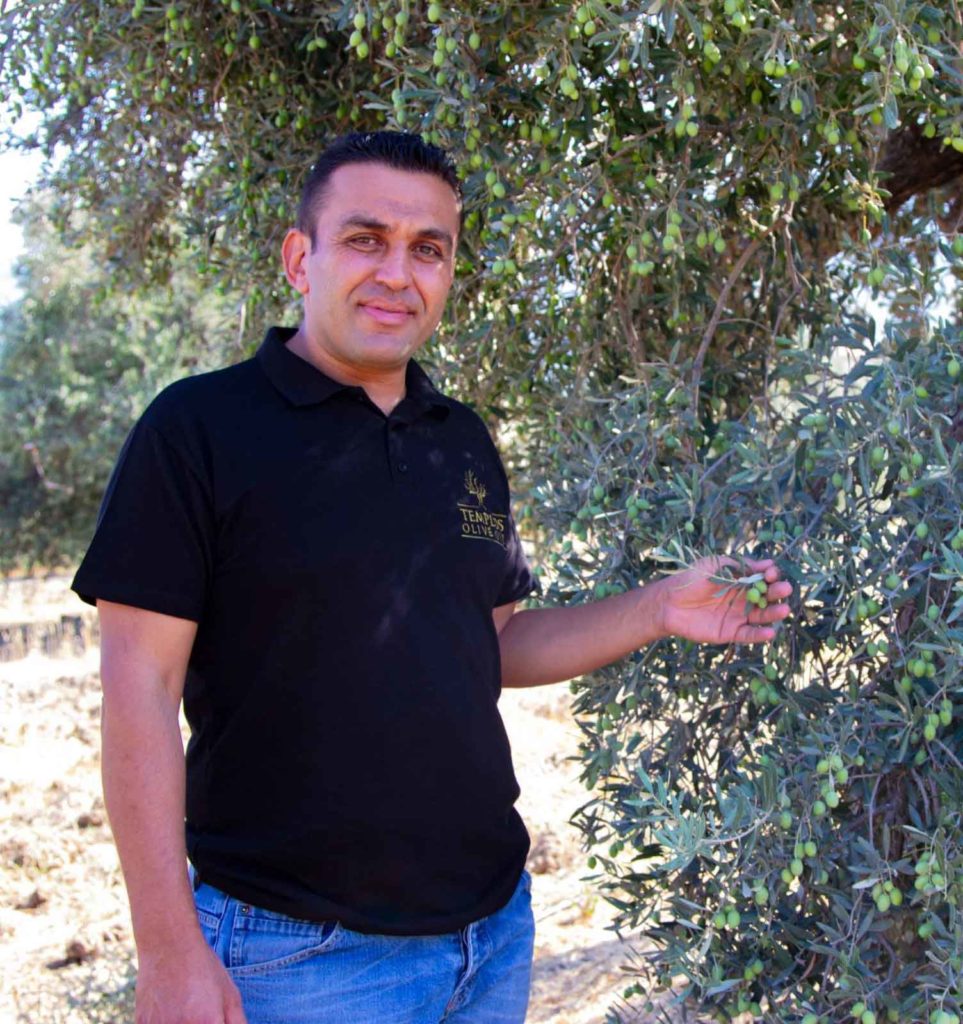 Olive picking time in North Cyprus