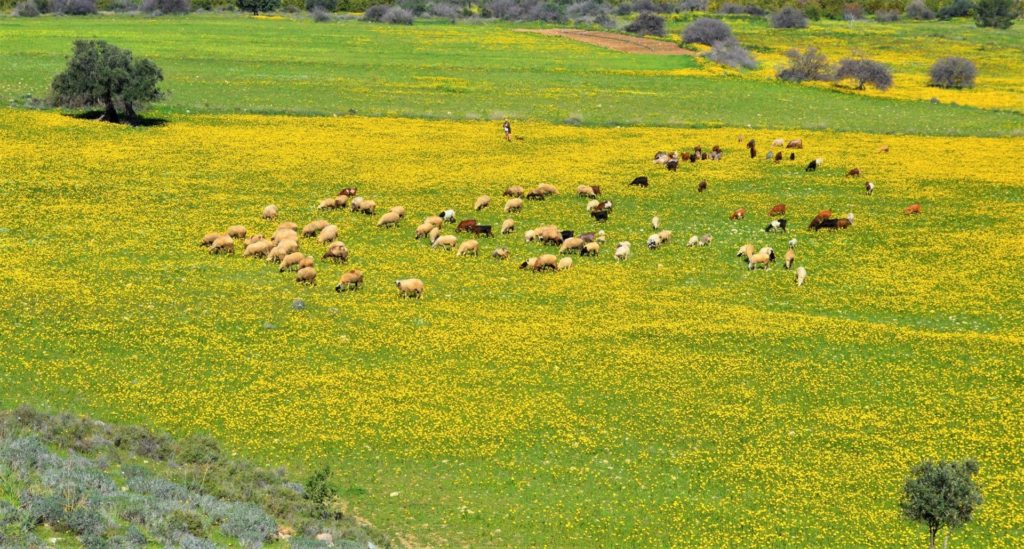 A shepherd drives his flock across a field of oxalis near Bağlıköy