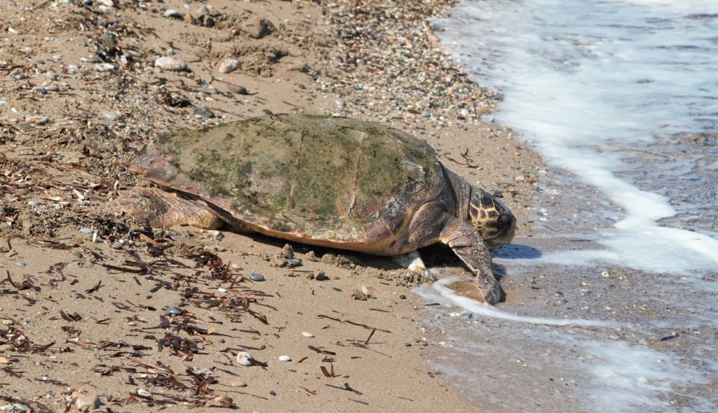 Turtle Dalga into the sea North Cyprus