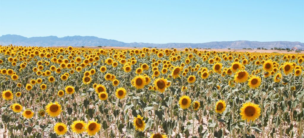 Sunflowers in sun North Cyprus