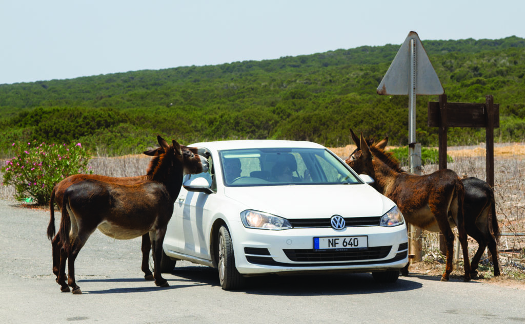 Karpaz residents welcome visitors and begging for carrots