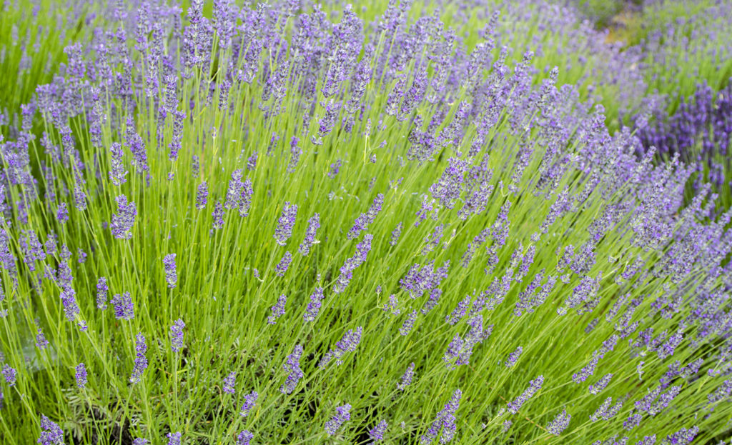 Super nice lavender plant